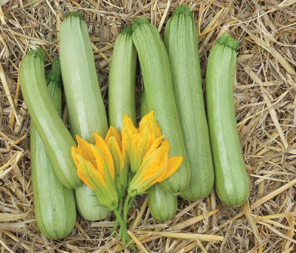 Тонкости выращивания ультрараннего урожайного кабачка Кавили